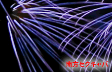 ����Z�N�L���o�S���҂̙ꂫ�摜